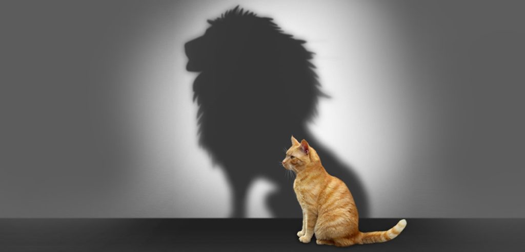confidence-cat-lion-shadow