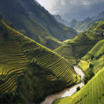 Vietnam-rice-fields
