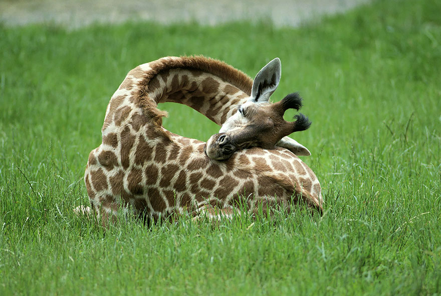 giraffe-sleeping