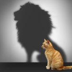simple-confidence-cat-lion