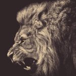 truth-confidence-lion