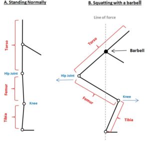 Squats Mechanics 1